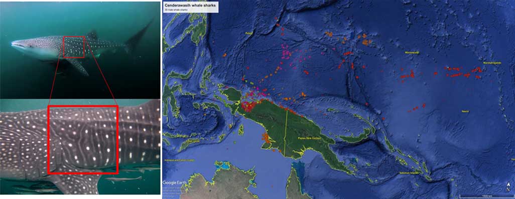 Nelayan Lokal Dilibatkan Untuk Buat Basis Data Terintegrasi Hiu Paus di Teluk Cenderawasih
